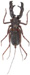 Hypoctonus